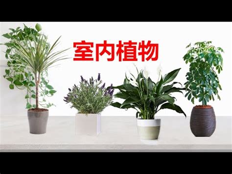 卧室 植物 風水